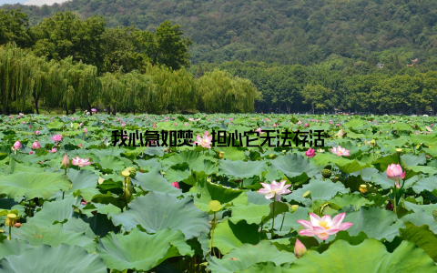 我心急如焚, 担心它无法存活