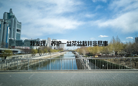 我发现, 养护一盆茶盆栽并非易事