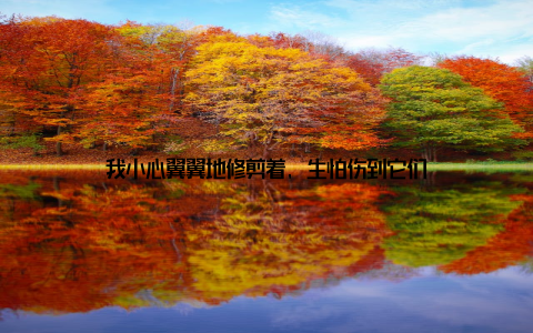 我小心翼翼地修剪着, 生怕伤到它们