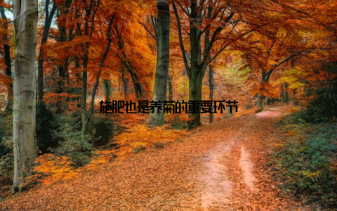 施肥也是养菊的重要环节