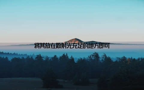 将其放在散射光充足的地方即可