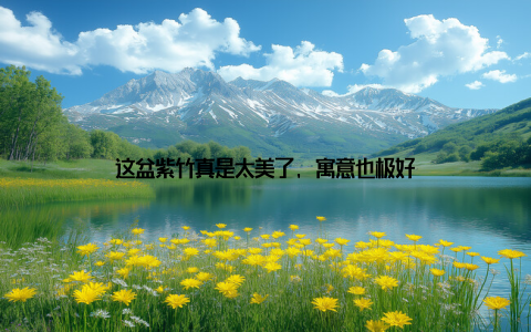 这盆紫竹真是太美了, 寓意也极好