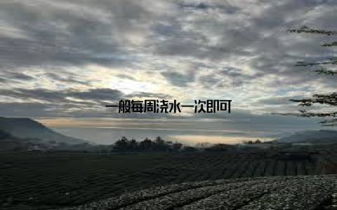 一般每周浇水一次即可