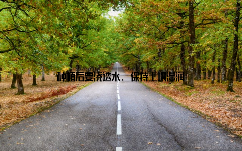 种植后要浇透水, 保持土壤湿润