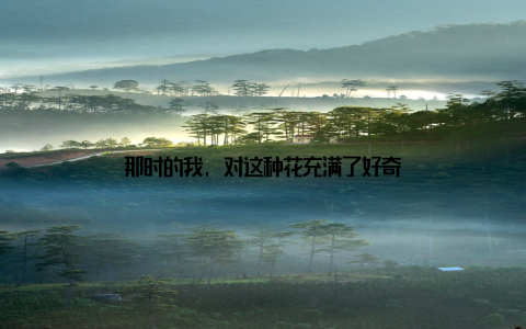 那时的我, 对这种花充满了好奇