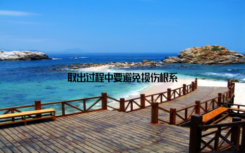 取出过程中要避免损伤根系