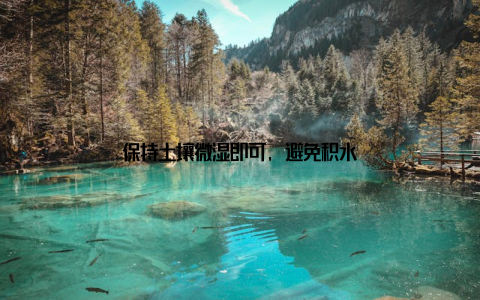 保持土壤微湿即可, 避免积水