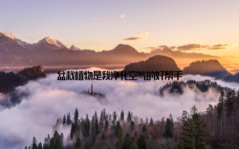 盆栽植物是我净化空气的好帮手