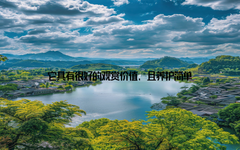 它具有很好的观赏价值, 且养护简单