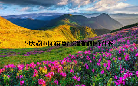 过大或过小的花盆都会影响植株的生长