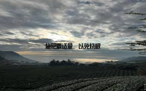 施肥要适量, 以免烧根