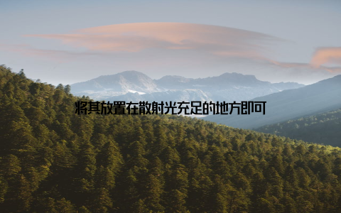 将其放置在散射光充足的地方即可