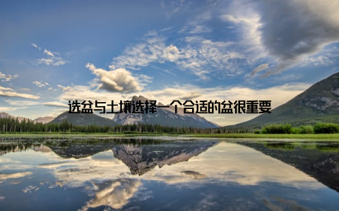 选盆与土壤选择一个合适的盆很重要