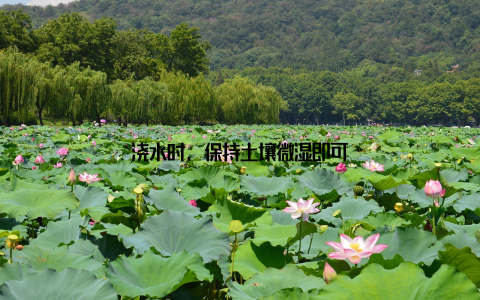 浇水时, 保持土壤微湿即可