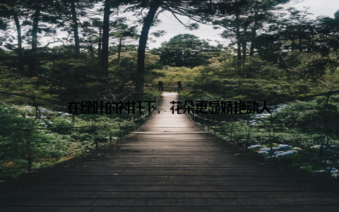 在绿叶的衬托下, 花朵更显娇艳动人