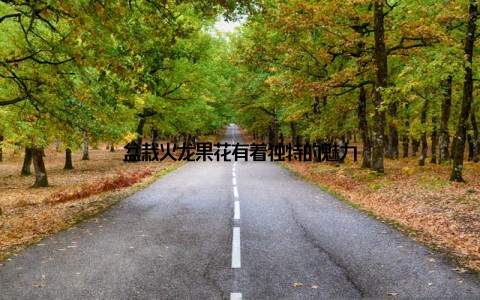 盆栽火龙果花有着独特的魅力