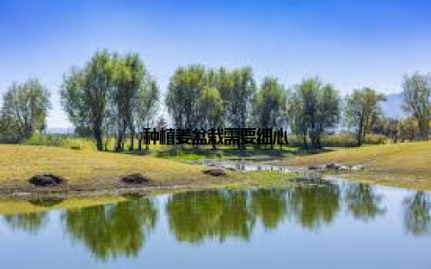 种植姜盆栽需要细心