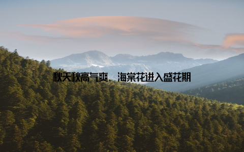 秋天秋高气爽, 海棠花进入盛花期