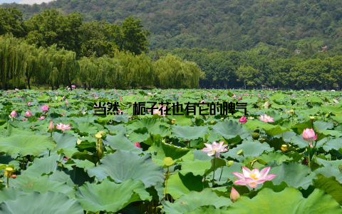 当然, 栀子花也有它的脾气