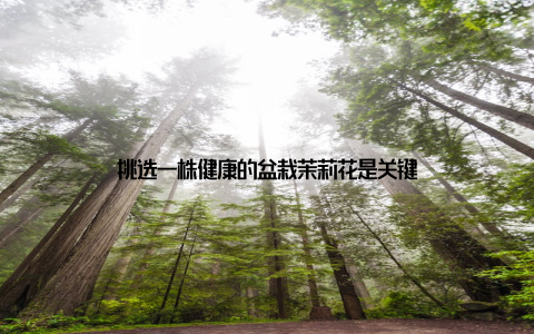 挑选一株健康的盆栽茉莉花是关键