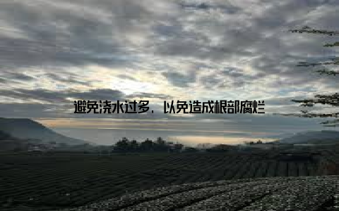 避免浇水过多, 以免造成根部腐烂