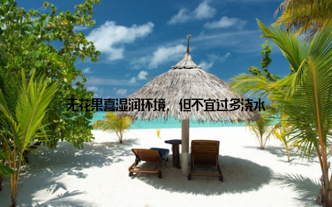 无花果喜湿润环境, 但不宜过多浇水