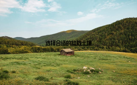 选择合适的盆栽土壤