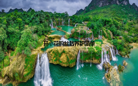 开小花的盆栽养护简单