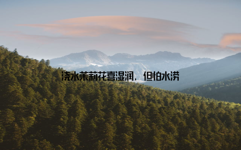 浇水茉莉花喜湿润, 但怕水涝