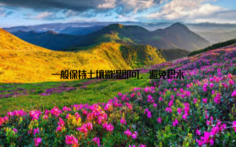 一般保持土壤微湿即可, 避免积水