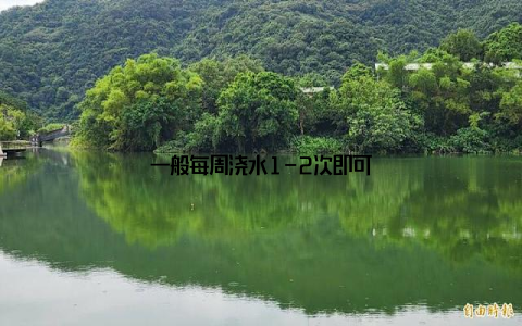 一般每周浇水1-2次即可
