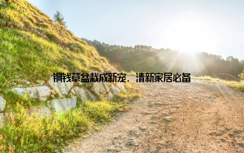 铜钱草盆栽成新宠, 清新家居必备