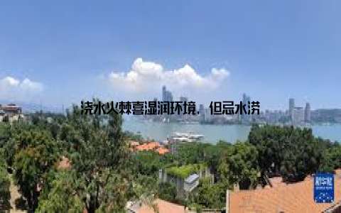 浇水火棘喜湿润环境, 但忌水涝
