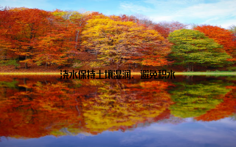 浇水保持土壤湿润, 避免积水