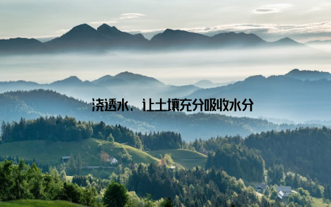 – 浇透水, 让土壤充分吸收水分