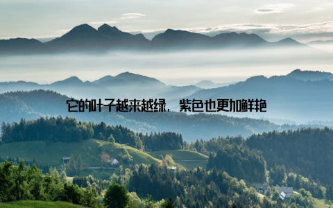 它的叶子越来越绿, 紫色也更加鲜艳