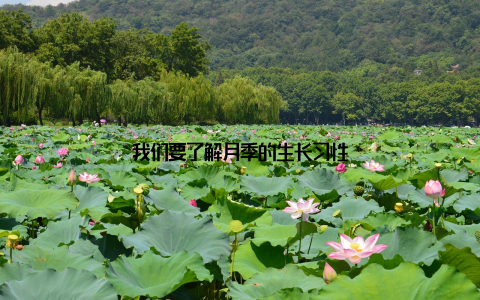 我们要了解月季的生长习性