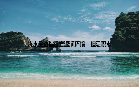 浇水金边瑞香喜湿润环境, 但忌积水