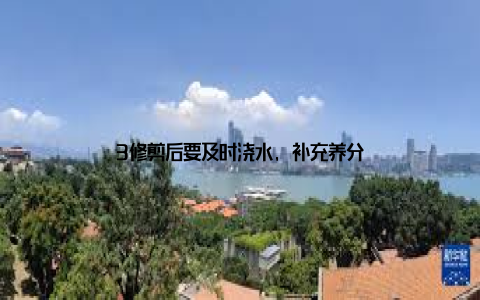3修剪后要及时浇水, 补充养分