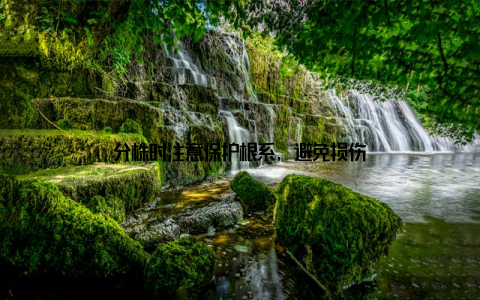 分株时注意保护根系, 避免损伤