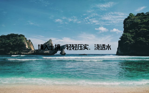 填入土壤, 轻轻压实, 浇透水