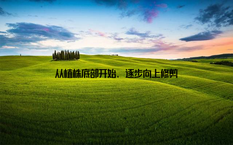 从植株底部开始, 逐步向上修剪