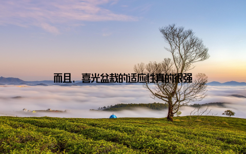 而且, 喜光盆栽的适应性真的很强