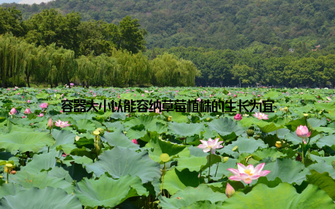 容器大小以能容纳草莓植株的生长为宜