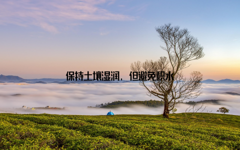 保持土壤湿润, 但避免积水