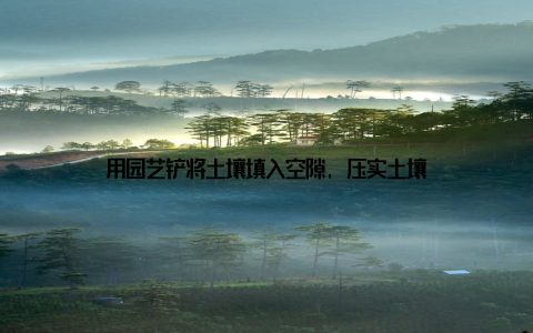 用园艺铲将土壤填入空隙, 压实土壤