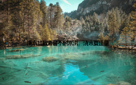 浇水盆栽紫薯不耐水涝, 浇水要适量
