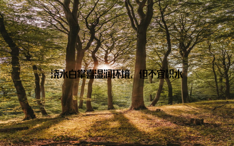 浇水白掌喜湿润环境, 但不宜积水