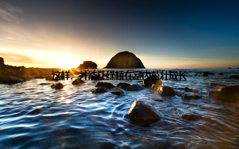 这样, 才能让绿植在室内茁壮成长