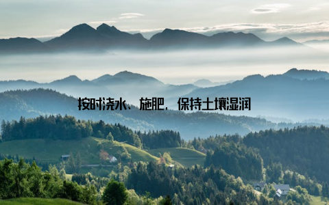 按时浇水、施肥, 保持土壤湿润